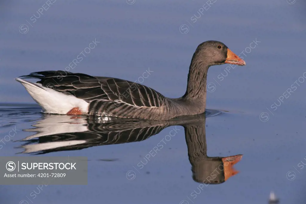 Greylag Goose (Anser anser) and reflection, Cley, Norfolk, England