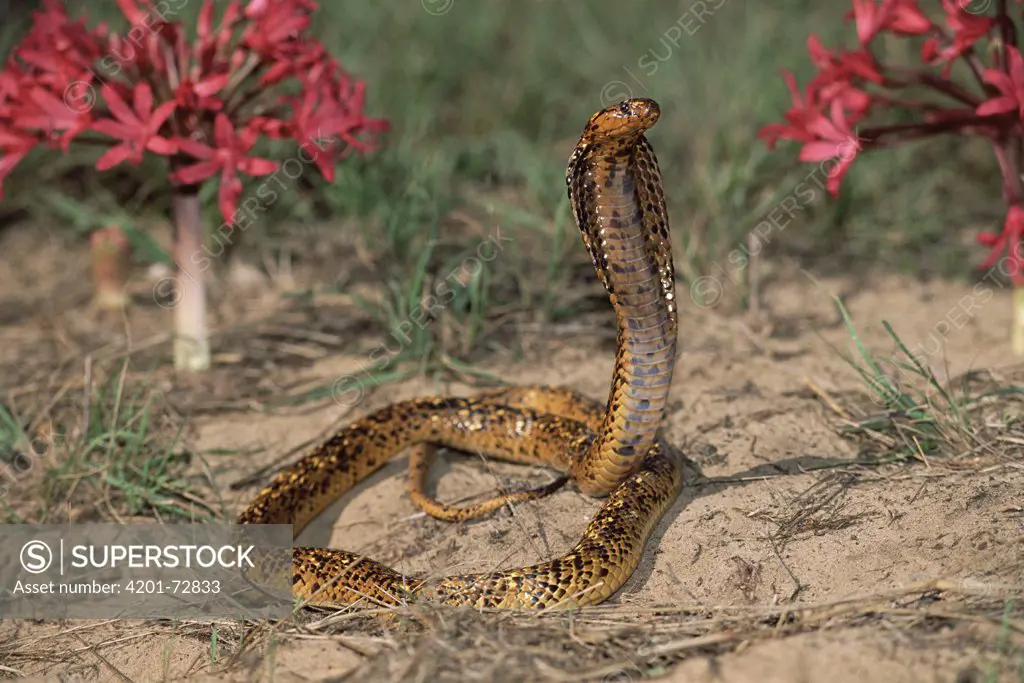 Cape Cobra (Naja nivea) speckled morph in defensive display with hood spread