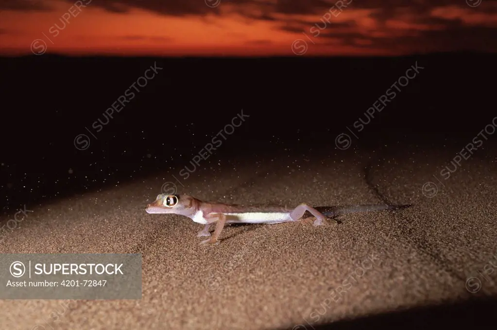 Namib Sand Gecko (Palmatogecko rangei) portrait at dawn on the sand dunes, Namib Desert, Namibia