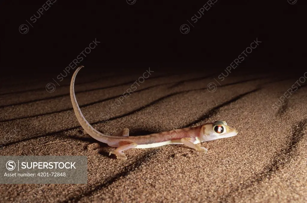 Namib Sand Gecko (Palmatogecko rangei) at dawn, Namib Desert, Namibia