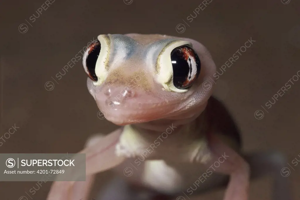 Namib Sand Gecko (Palmatogecko rangei) portrait, Namib Desert, Namibia