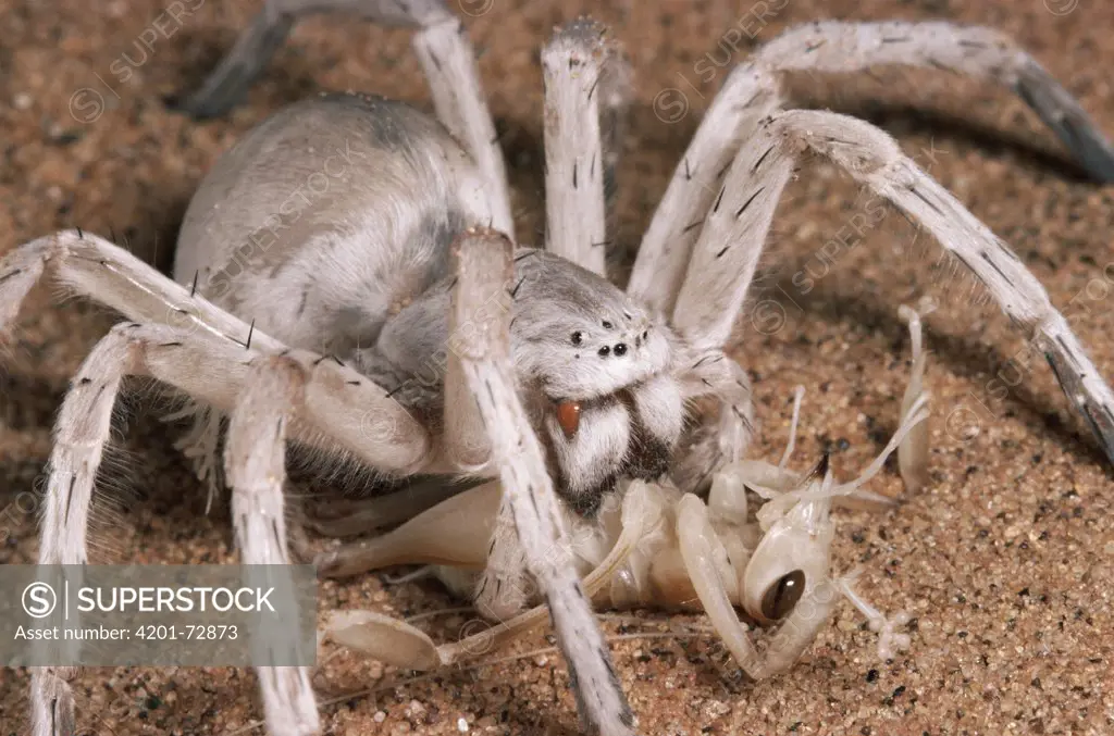 Dancing White Lady Spider (Leucorchestris arenicola) eating a Dune Cricket, Namib Desert, Namibia