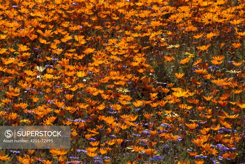 African Daisy (Ursinia cakilefolia) spring flowers, Skilpad flower reserve, Namaqualand, South Africa