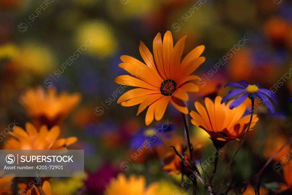 Daisies, spring flowers, Skilpad Flower Reserve, Namaqualand, South Africa