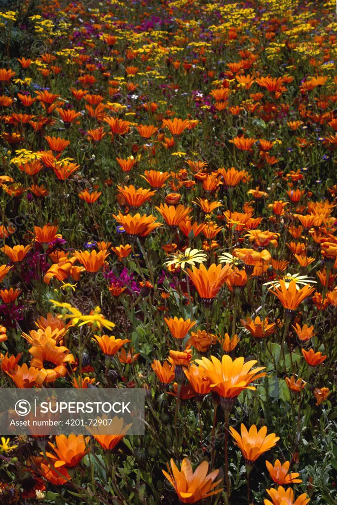 Spring flowers, Skilpad Flower Reserve, Namaqualand, Kamieskroon, Africa