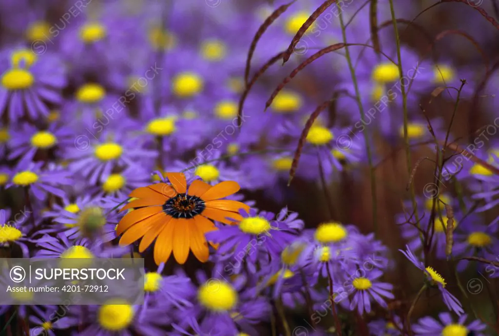 Spring flowers, Skilpad Flower Reserve, Namaqualand, Kamieskroon, Africa