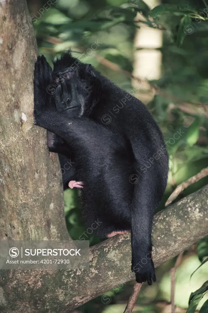 Celebes Black Macaque (Macaca nigra) male sleep in tree in rainforest, Tangkoko-Dua Saudara Nature Reserve, Sulawesi, Indonesia