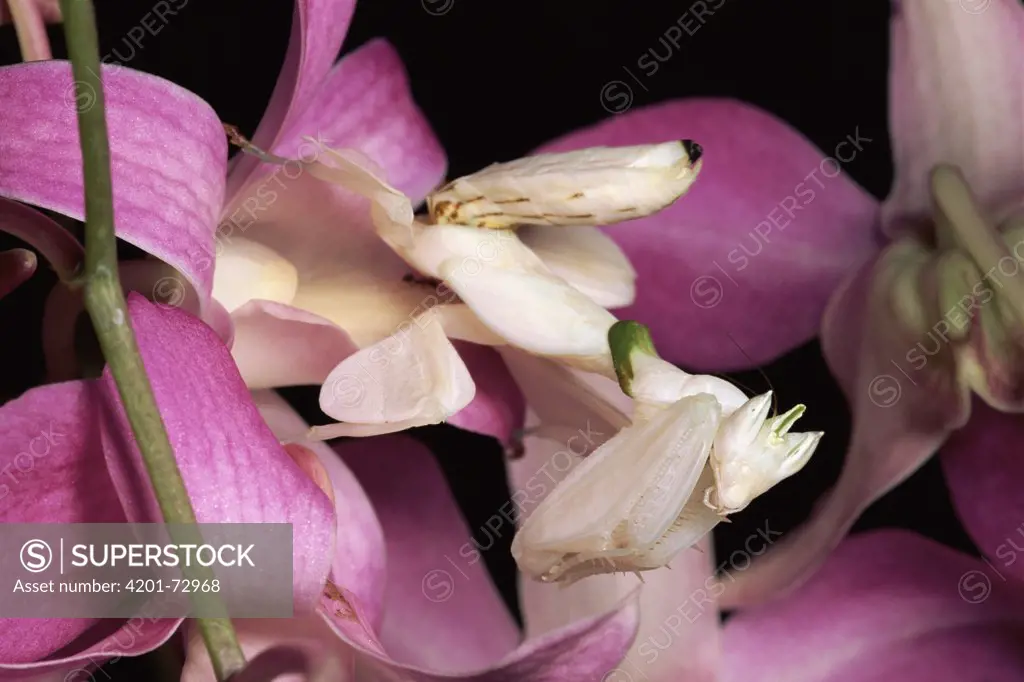 Orchid Mantis (Hymenopus coronatus) and orchid flower, Malaysia