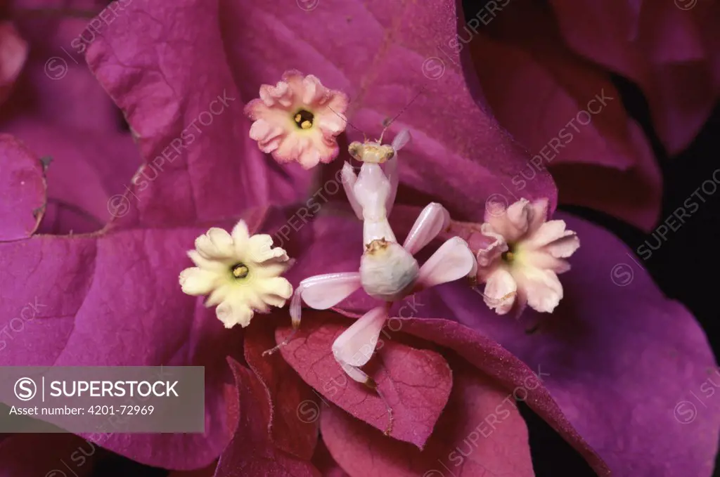 Orchid Mantis (Hymenopus coronatus) and Bougainvillea, an introduced plant, in the rainforest, Malaysia, Indonesia