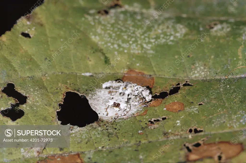 Crab Spider (Thomisidae) disguised as a bird dropping, Borneo