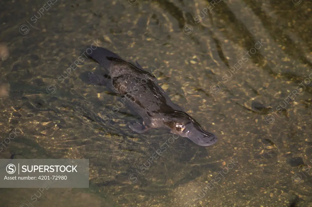 Platypus (Ornithorhynchus anatinus) swimming in water, aerial view, Australia