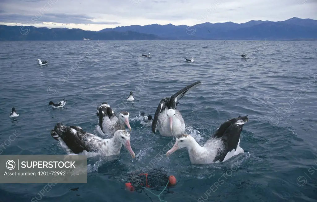 Wandering Albatross (Diomedea exulans) and petrels eating bait, New Zealand