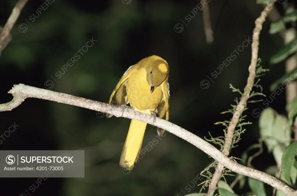 Golden Bowerbird (Prionodura newtoniana) male singing, Daintree National Park, Australia