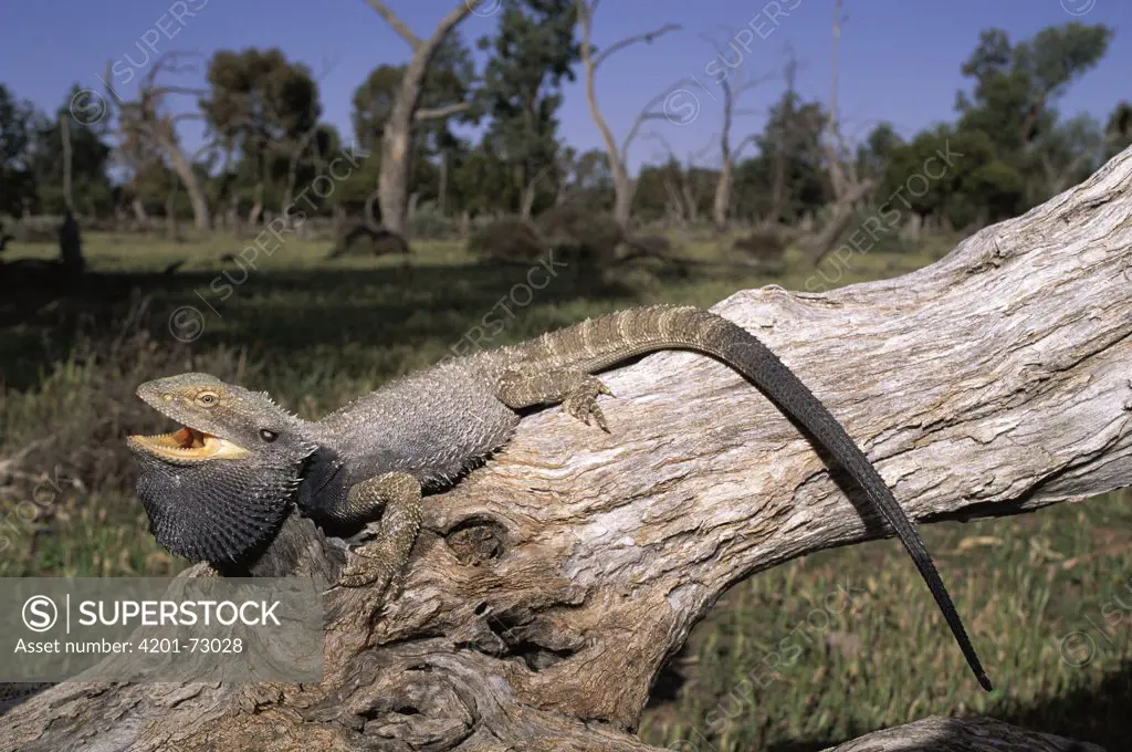 Eastern Bearded Dragon (Pogona barbata) defensive display threat, Australia