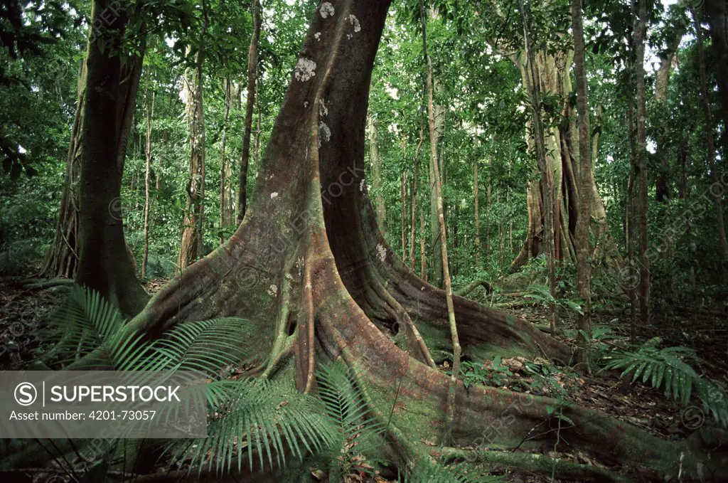 Buttress roots, tropical rainforest, Daintree National Park, Queensland, Australia