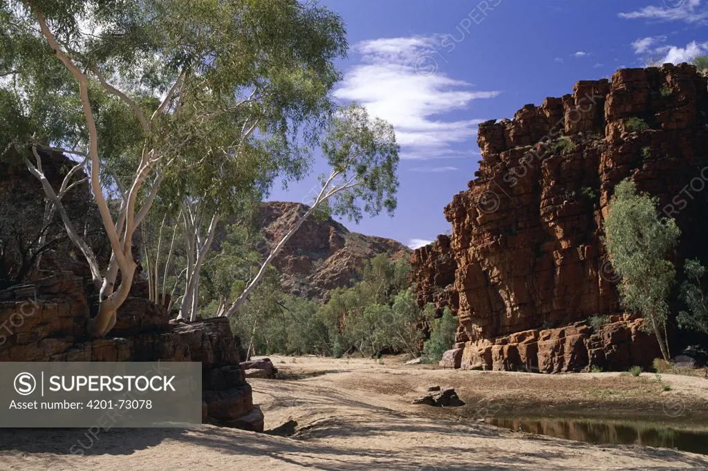 Ghost Gum (Eucalyptus papuana) trees in Trephina Gorge, MacDonnell Ranges, east of Alice Springs, Australia