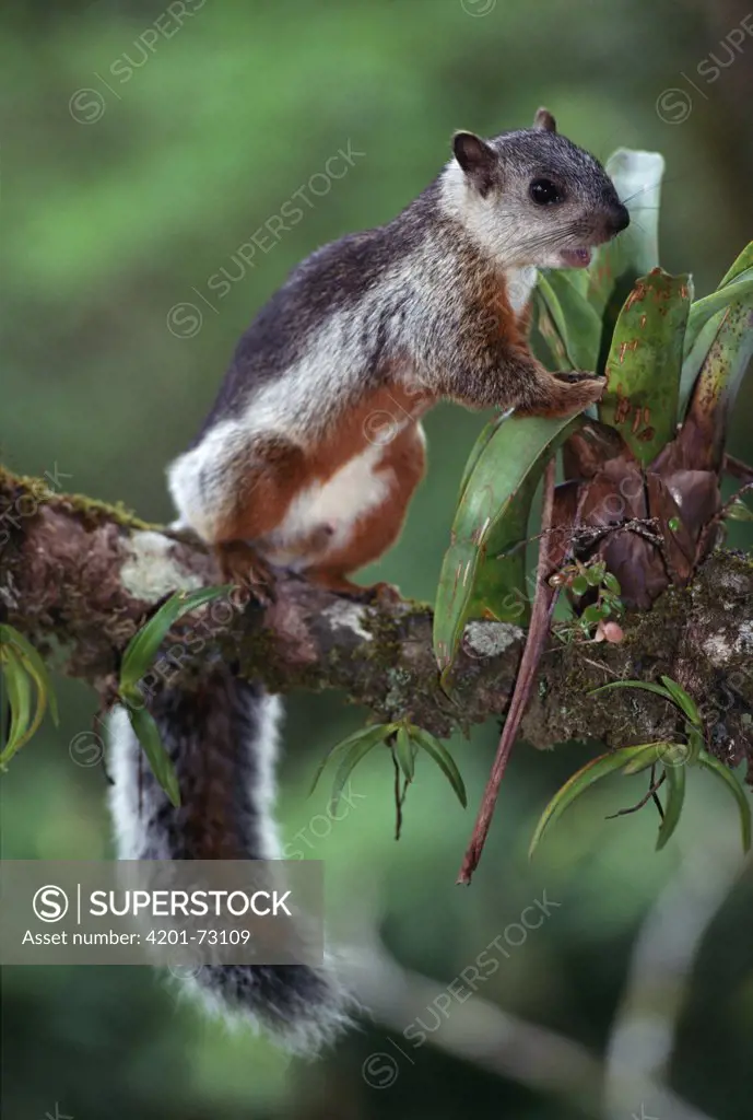 Variegated Squirrel (Sciurus variegatoides) dry forest, Costa Rica