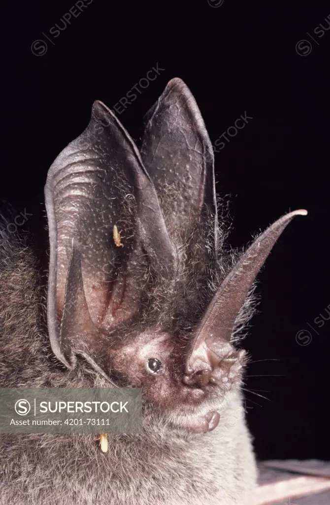 Gothic Bat (Lonchorhina aurita) rainforest, Costa Rica