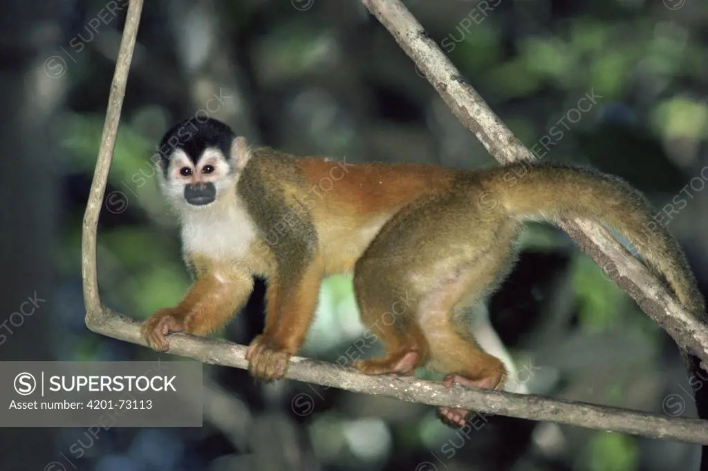 Black-crowned Central American Squirrel Monkey (Saimiri oerstedii) male in rainforest, Costa Rica