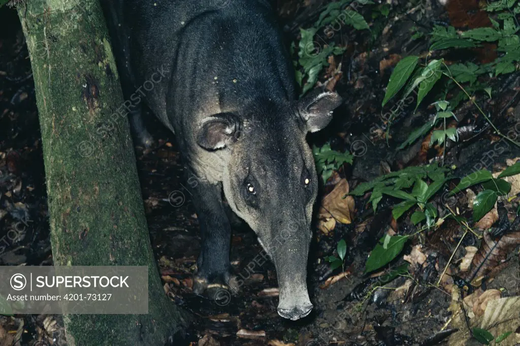 Baird's Tapir (Tapirus bairdii) in the rainforest, Costa Rica