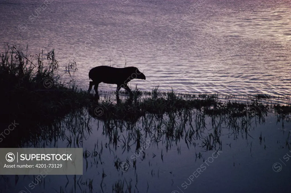Brazilian Tapir (Tapirus terrestris) on the banks of the Aguarico River, Amazon rainforest, Peru