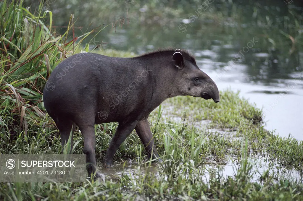 Brazilian Tapir (Tapirus terrestris) on the banks of the Aguarico River, Amazon rainforest, Peru