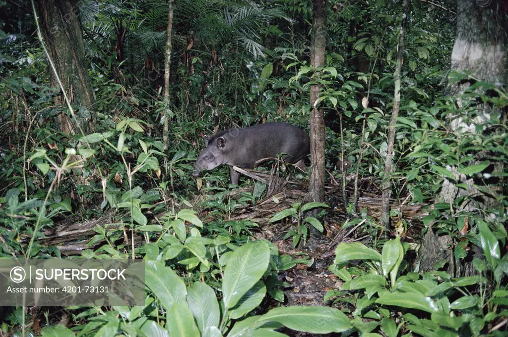 Brazilian Tapir (Tapirus terrestris) in the Amazon rainforest, Peru