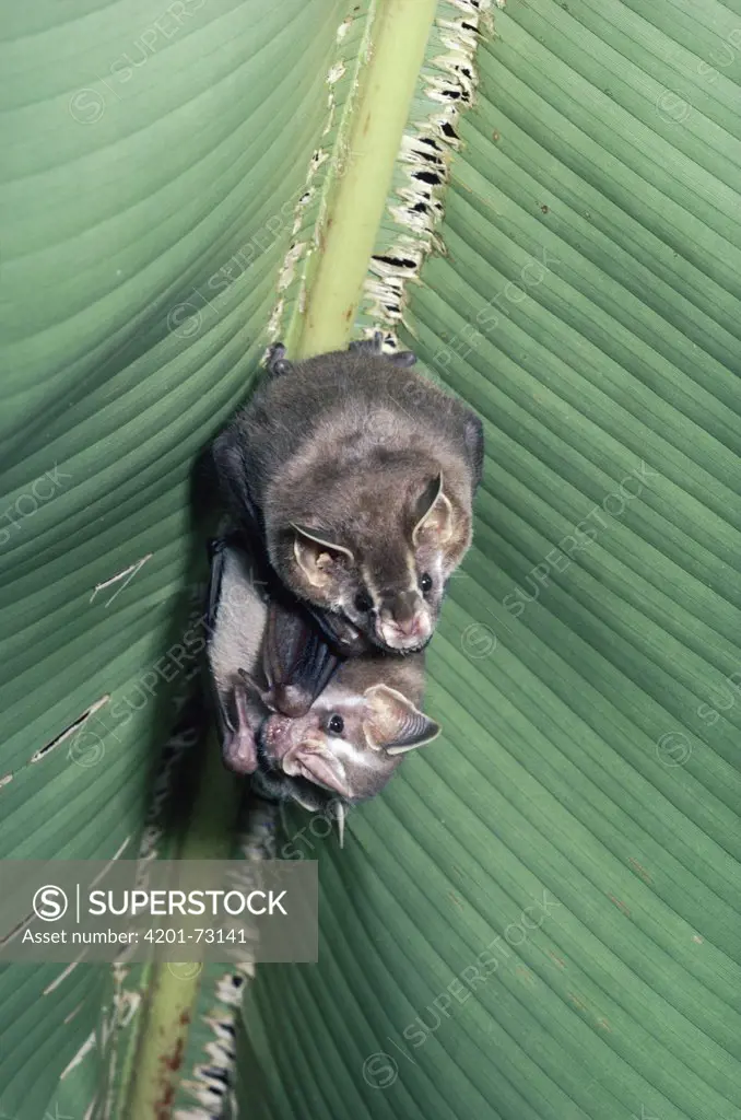 Pygmy Fruit-eating Bat (Artibeus phaeotis) roosting on Heliconia leaf in the rainforest, Costa Rica