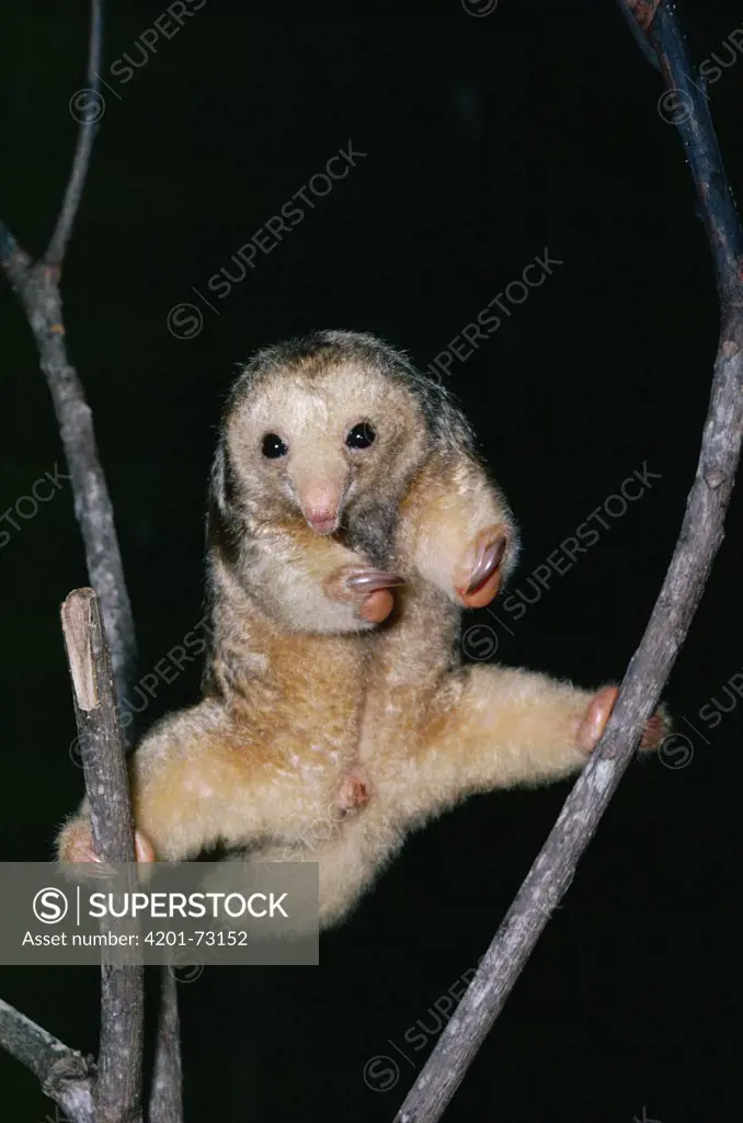 Pygmy Anteater (Cyclopes didactylus) in the rainforest, Costa Rica