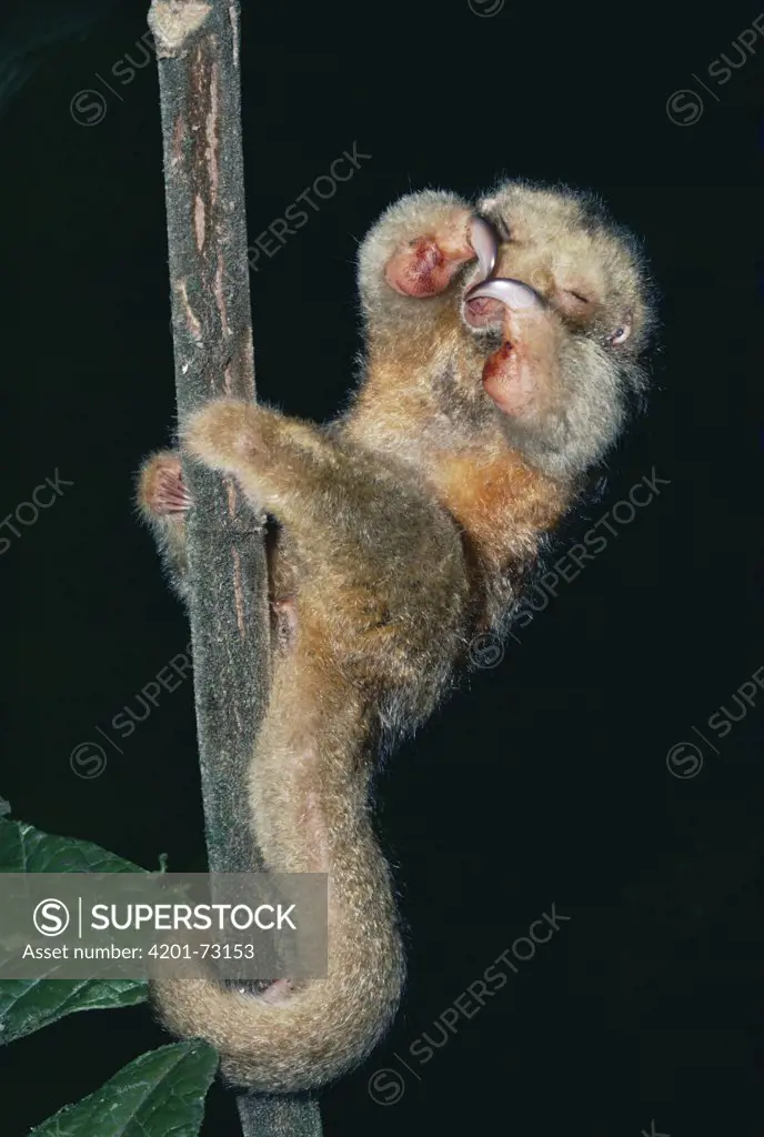 Pygmy Anteater (Cyclopes didactylus) in defensive threat display, rainforest ecosystem, Costa Rica