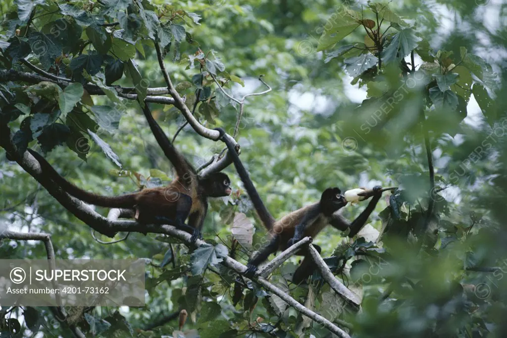 Black-handed Spider Monkey (Ateles geoffroyi) group in rainforest, Panama