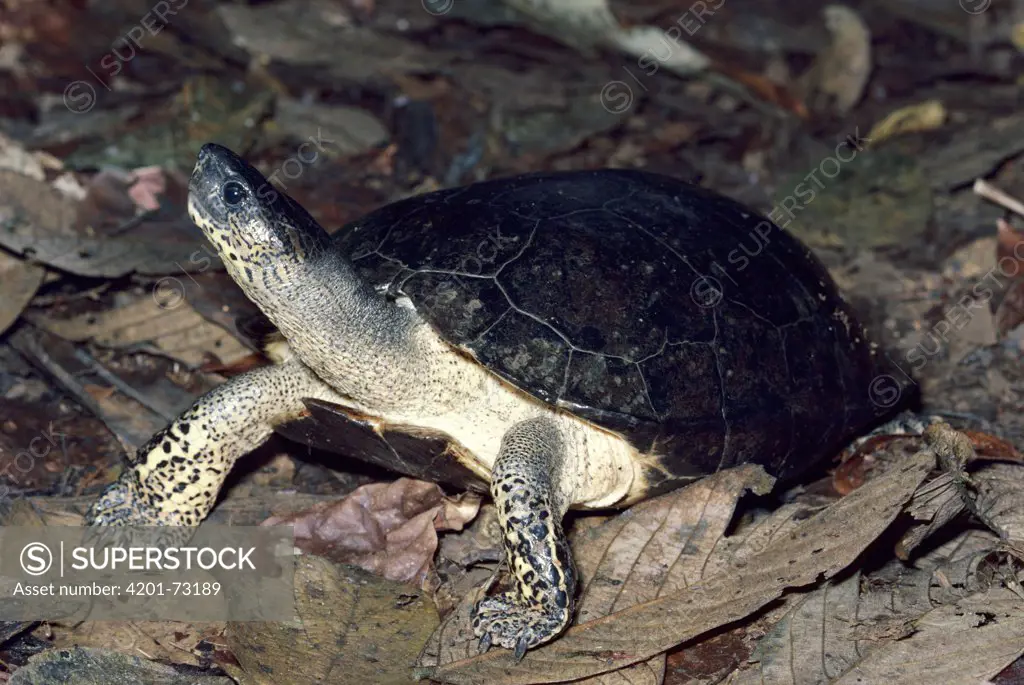 Black River Turtle (Rhinoclemmys funerea) on river bank, Costa Rica