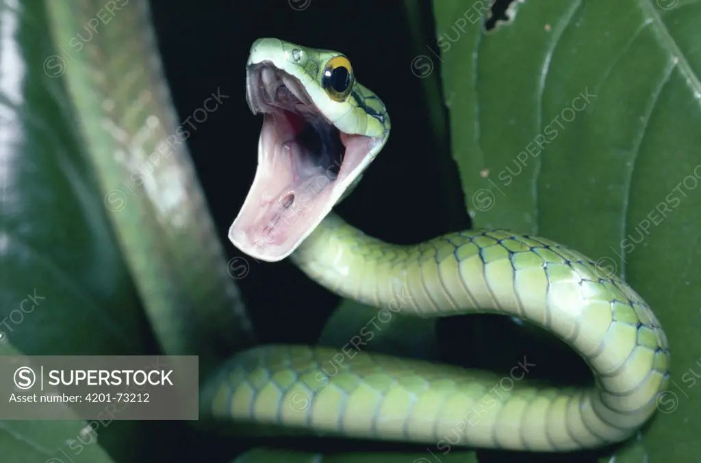 Parrot Snake (Leptophis ahaetulla) defensive threat display, rainforest, Costa Rica