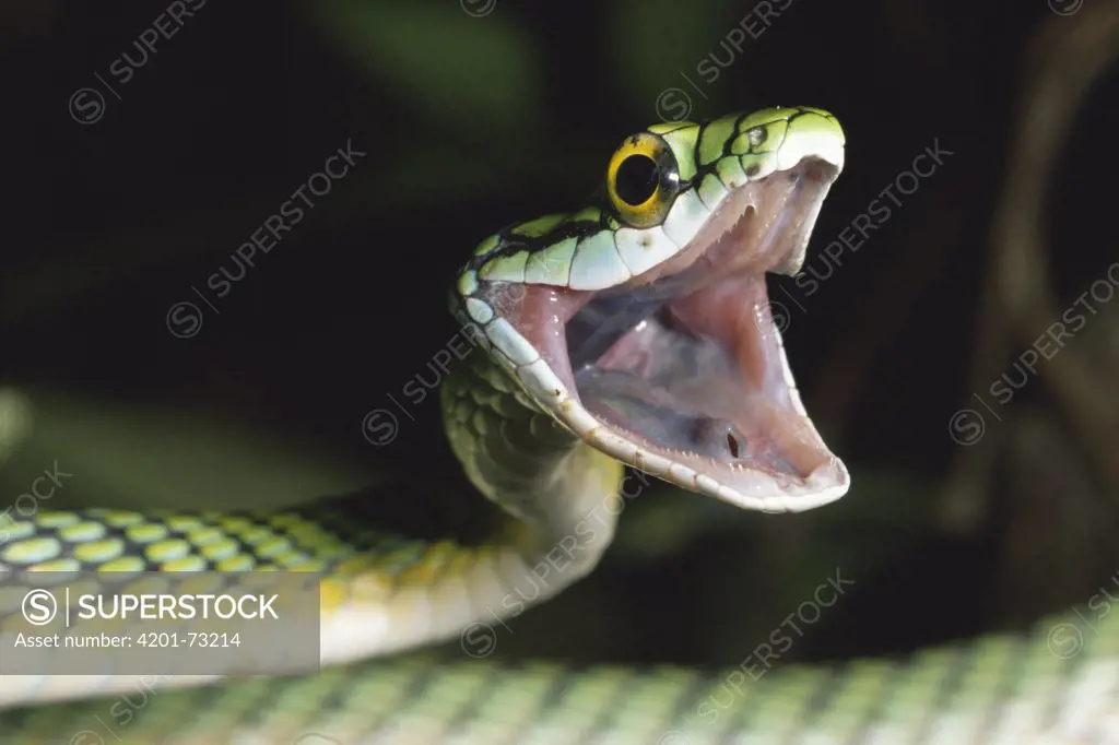 Parrot Snake (Leptophis ahaetulla) defensive threat display, rainforest Costa Rica