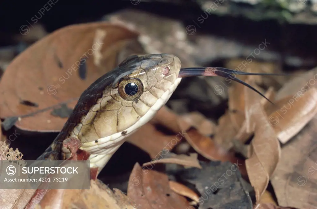 False Fer-de-lance (Xenodon rabdocephalus) snake, scenting air with tongue, rainforest, Costa Rica