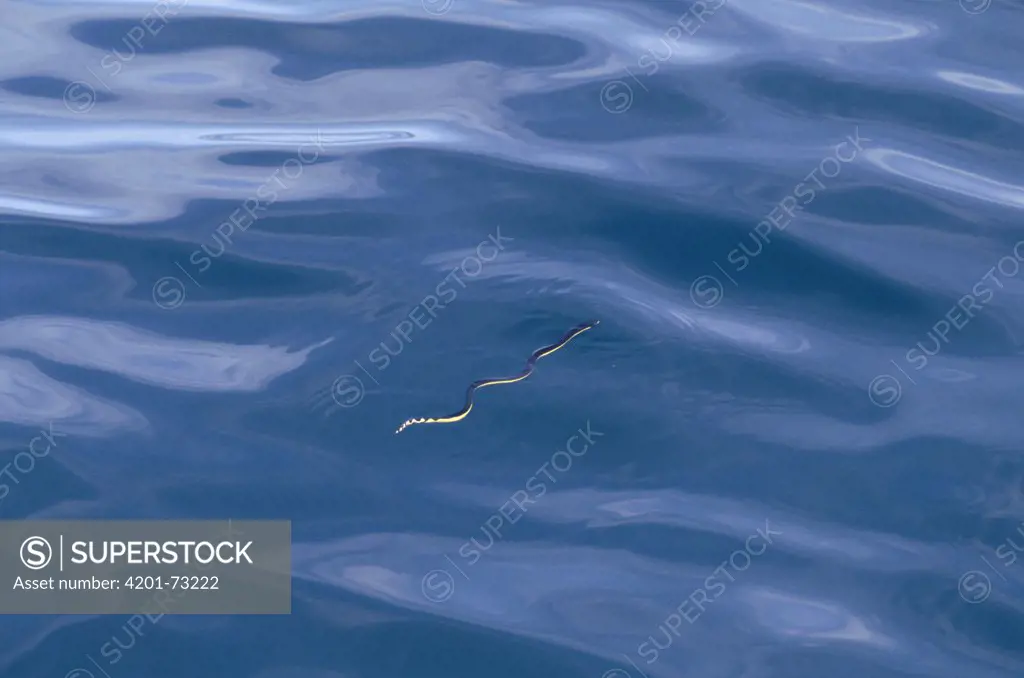 Yellow-bellied Sea Snake (Pelamis platurus), Costa Rica