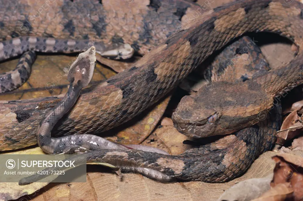 Hog-nosed Pit Viper (Bothrops nasutus) female giving birth to live young, rainforest Costa Rica