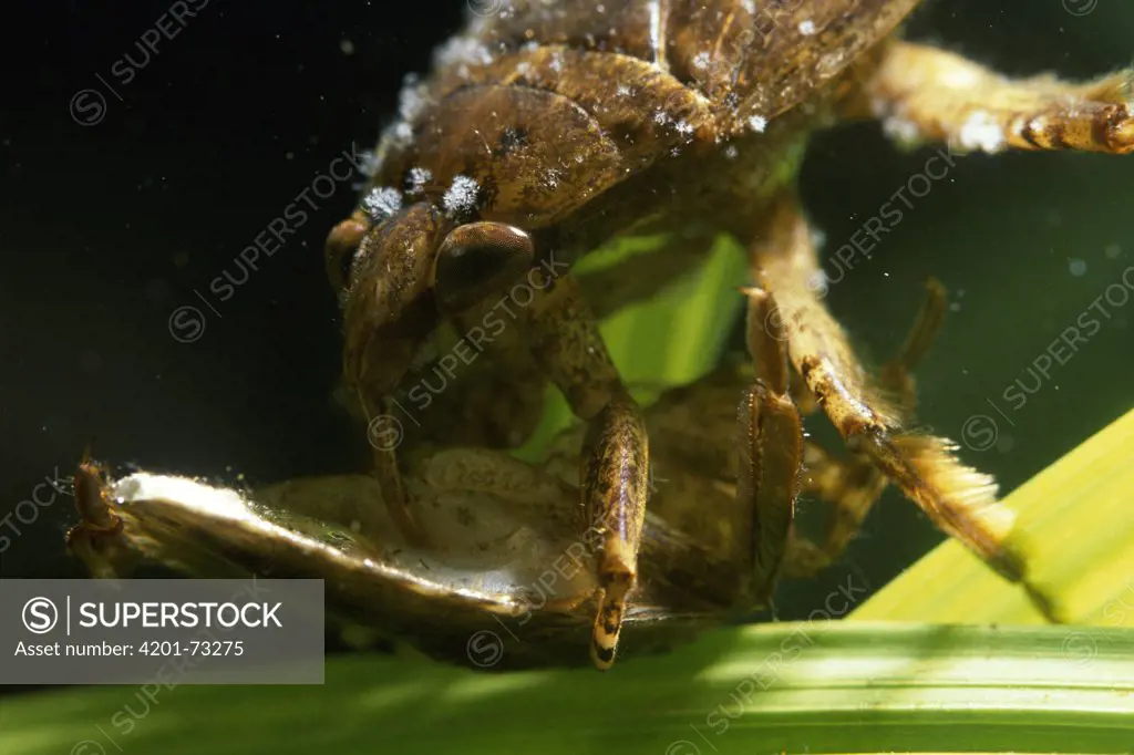 Giant Water Bug (Belostoma sp) cannibalizing another Giant Water Bug, swamps and ponds, rainforest, Costa Rica