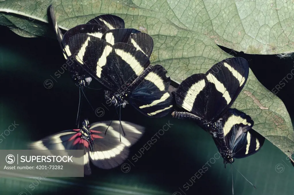 Heliconius Butterfly (Heliconius hewitsoni) males attempting to mate with female emerging from pupa, rainforest Costa Rica