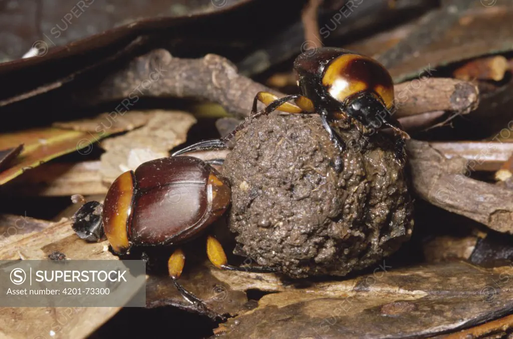 Dung Beetle (Scarabaeidae) pair rolling ball of monkey dung, rainforest, Manu National Park, Peru