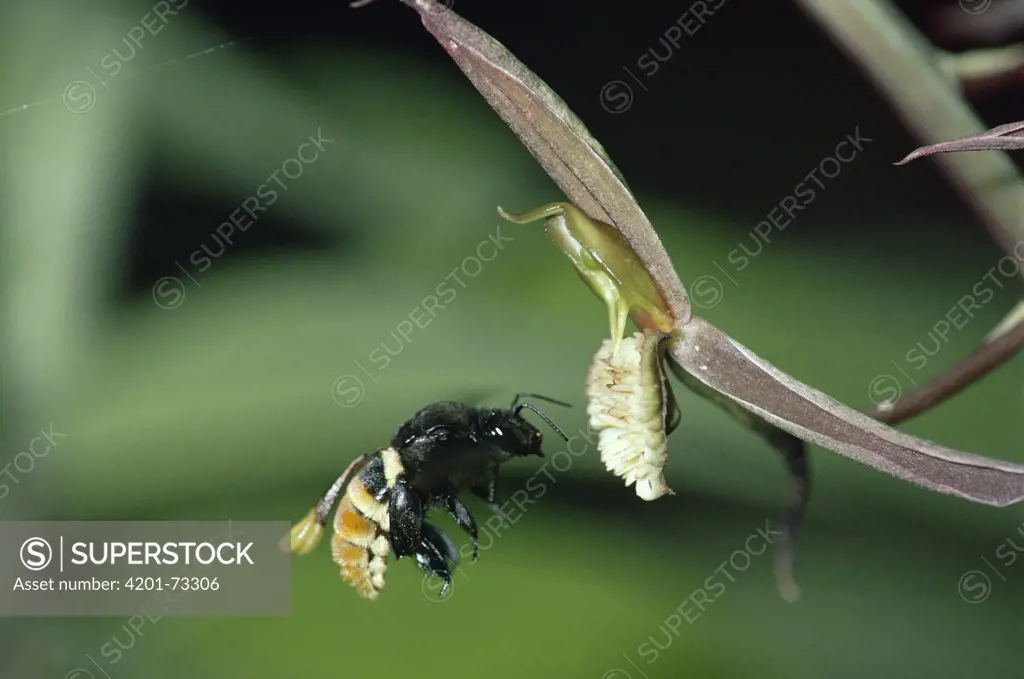Bee (Eulaema sp) visiting orchid, note pollen attached to back, Amazon rainforest, Peru