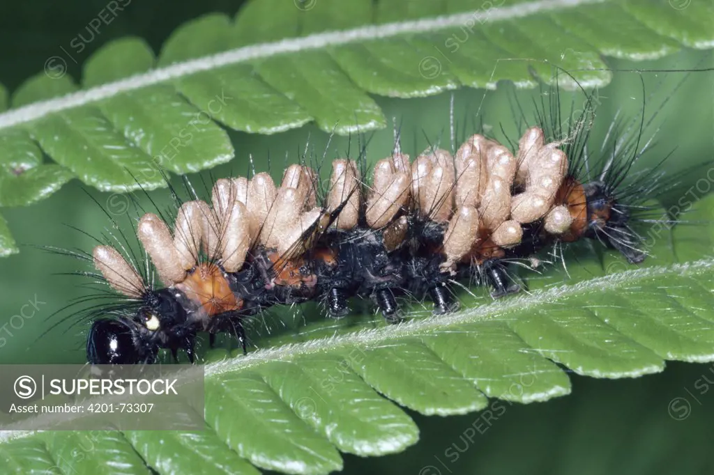 Braconid Wasp (Braconidae) pupae on parasitized moth larva, rainforest, Costa Rica
