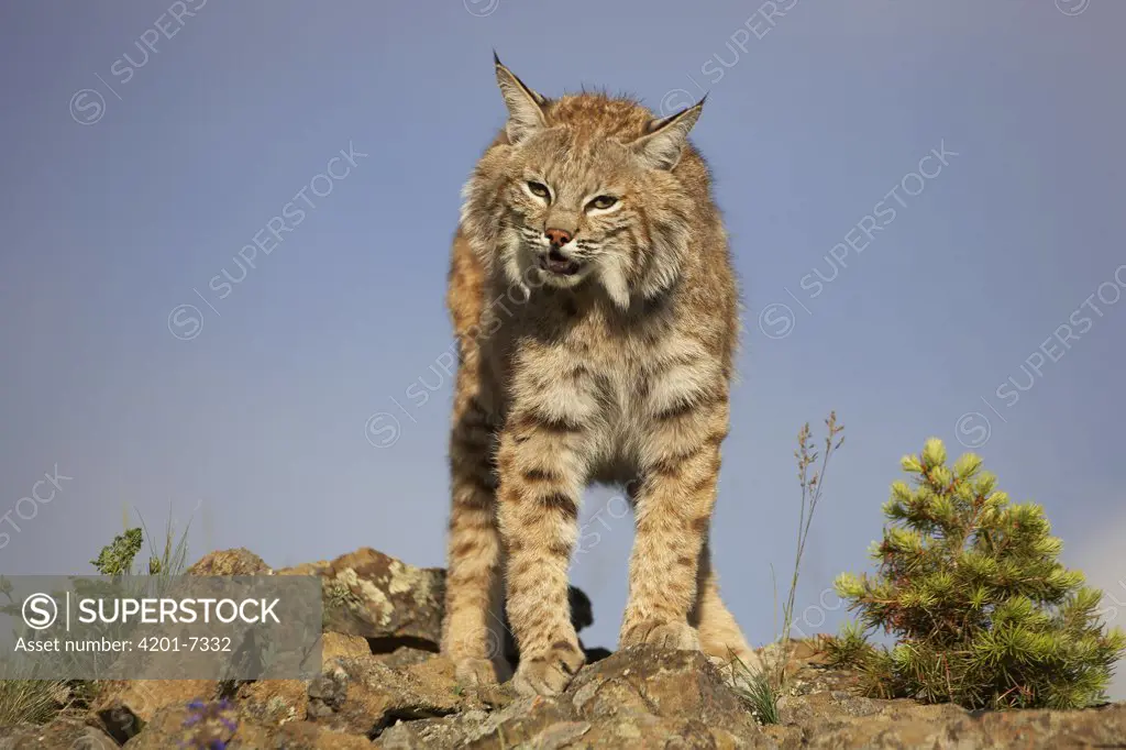 Bobcat (Lynx rufus), North America