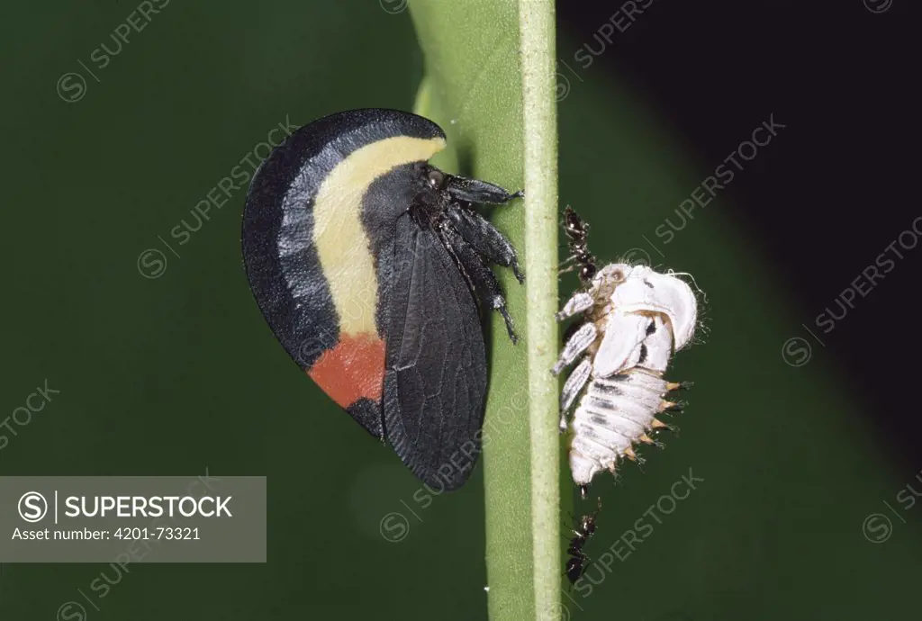 Treehopper (Membracis sp) adult and nymph, rainforest, Manu National Park, Peru