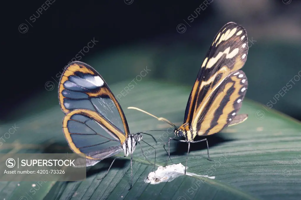 Nymphalid Butterfly (Hypothyris sp) and Nymphalid Butterfly (Heterosais sp) feeding at bird dropping, rainforest Costa Rica