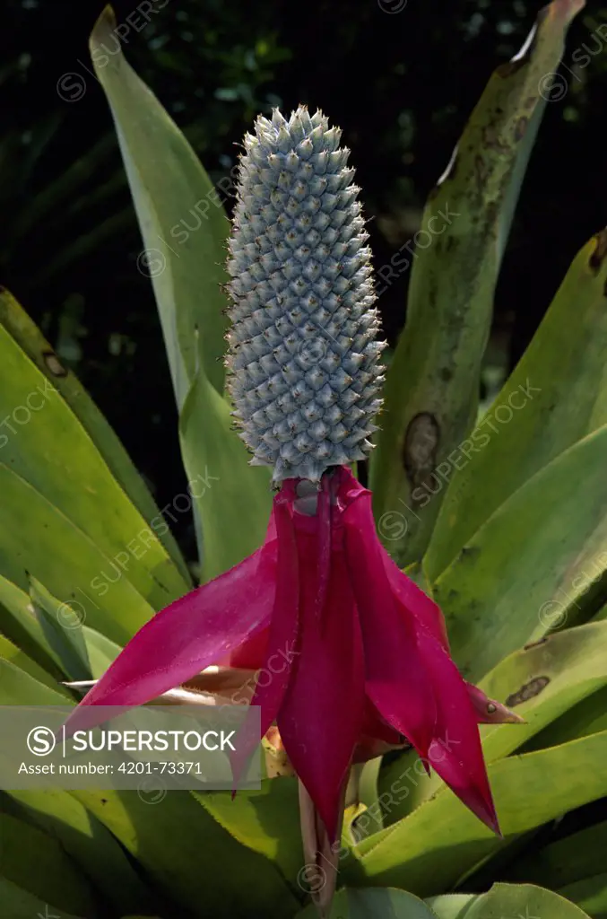 Queen Aechmea Bromeliad (Aechmea mariae-reginae) flower, La Selva Biological Research Station, Costa Rica