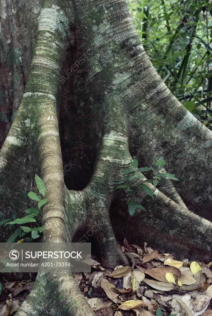 Buttress roots, rainforest, Corcovado National Park, Costa Rica