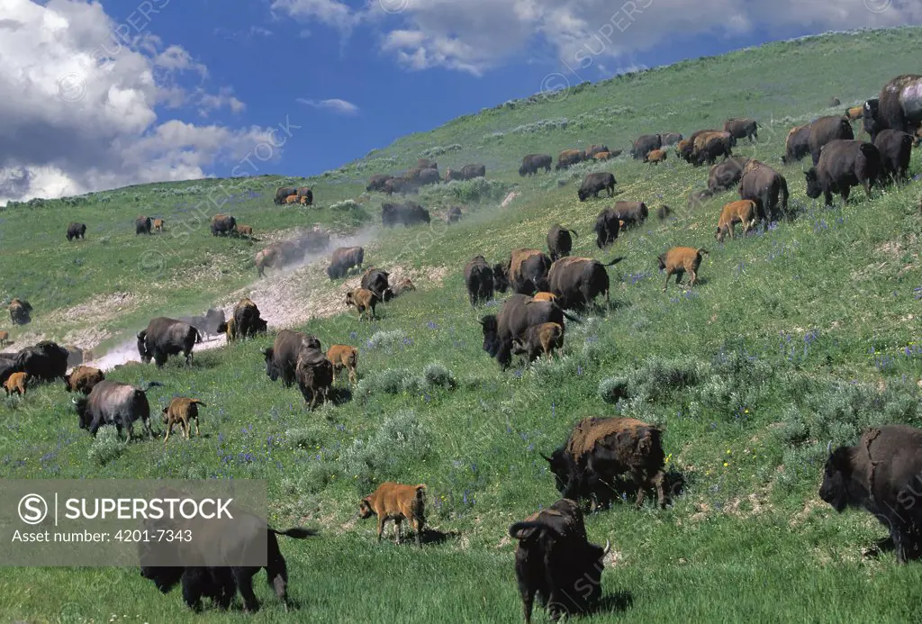 American Bison (Bison bison) herd grazing, North America
