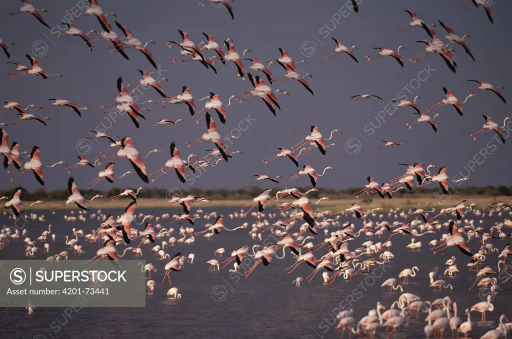 Greater Flamingo (Phoenicopterus ruber) flocks flying over and feeding in water, Namutoni, Etosha National Park, Namibia