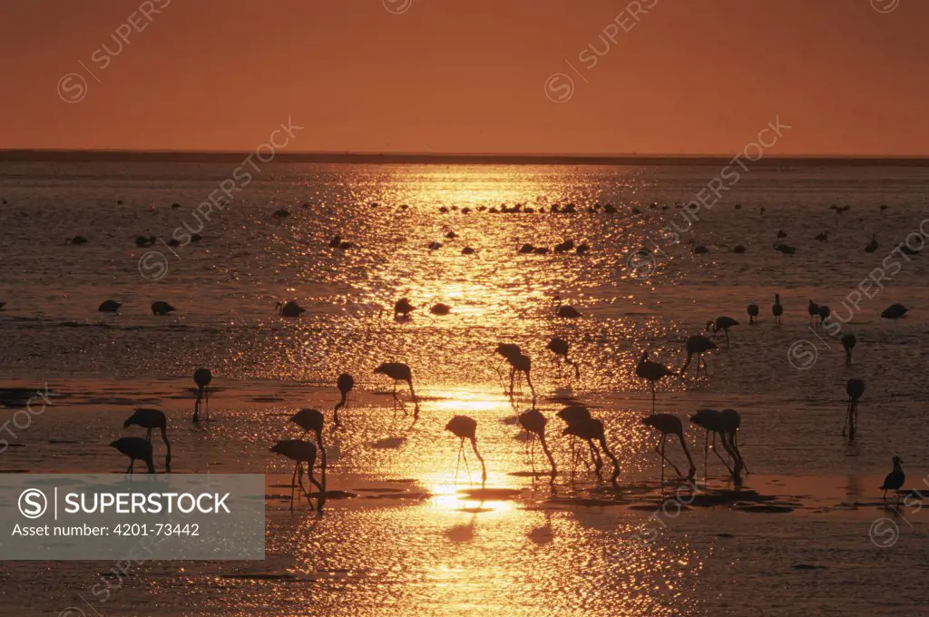 Greater Flamingo (Phoenicopterus ruber) flocks feeding in water at sunset, Namutoni, Walvis Bay Lagoon, Namibia